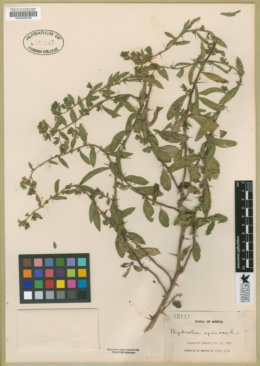 Image of Hydrolea spinosa