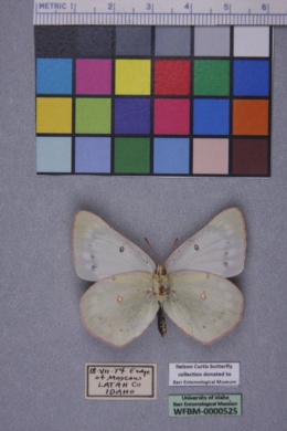 Colias philodice eriphyle image