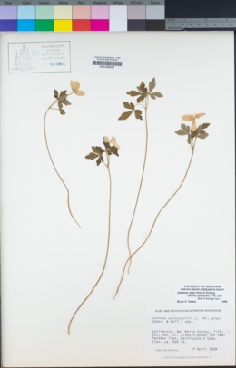 Anemone grayi image