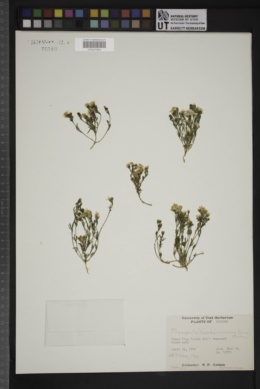 Thymophylla concinna image