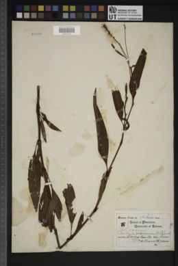 Persicaria densiflora image