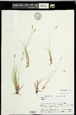 Carex circinnata image