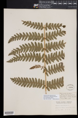 Claytosmunda claytoniana subsp. claytoniana image