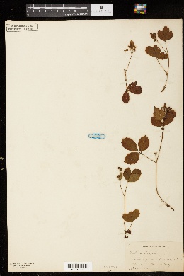 Image of Rubus hispidus