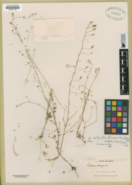 Image of Lobelia flexuosa