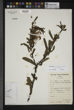Plicosepalus curviflorus image