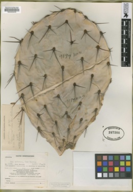 Image of Opuntia valida