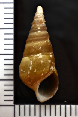 Pleurocera acuta image