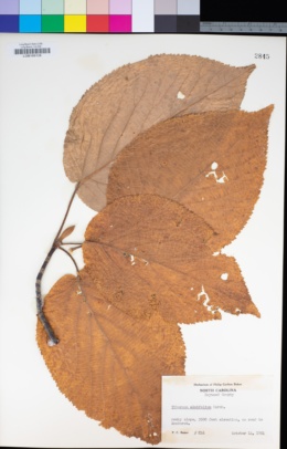 Viburnum lantanoides image