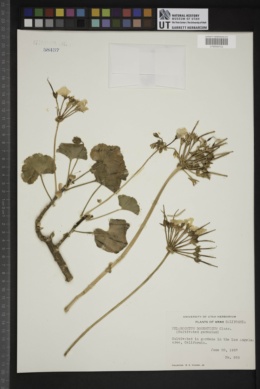 Pelargonium domesticum image