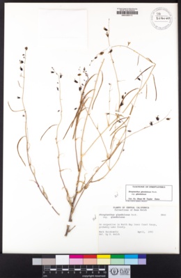 Streptanthus glandulosus image