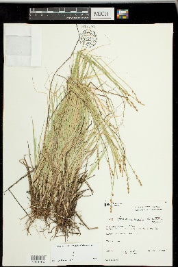Carex bonanzensis image