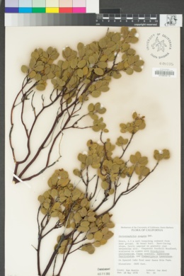 Arctostaphylos × benitoensis image