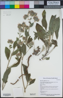 Image of Phacelia californica