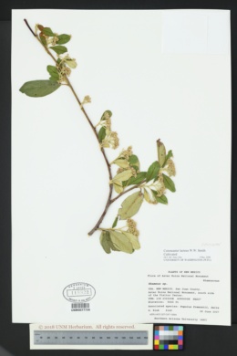 Image of Cotoneaster lacteus