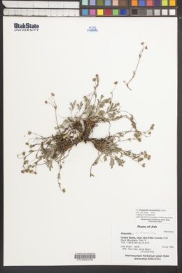Potentilla diversifolia var. multisecta image