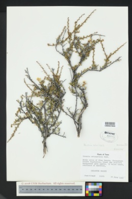 Image of Purshia ericifolia