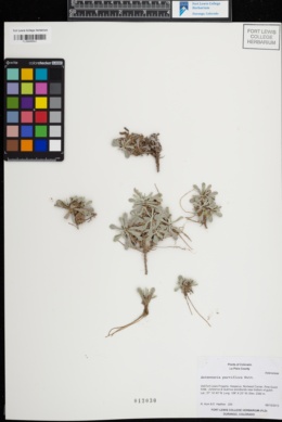 Image of Antennaria parviflora
