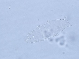 Hypsibius pallidus image