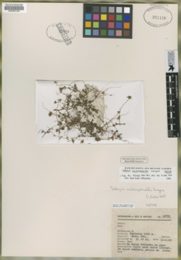 Image of Sabazia microspermoides