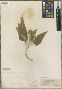 Parthenium tomentosum image