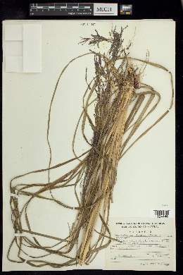 Muhlenbergia gigantea image