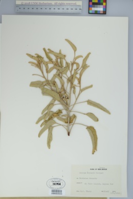 Image of Croton parksii