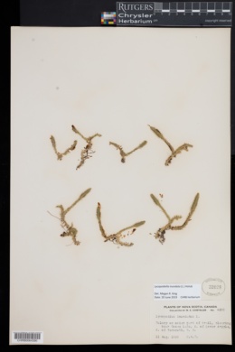 Lycopodiella inundata image