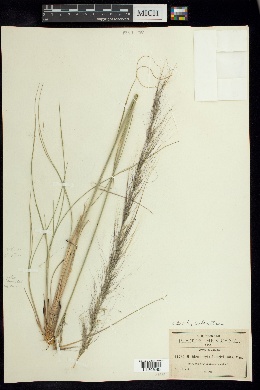 Muhlenbergia longiglumis image
