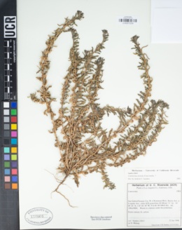 Image of Camissoniopsis micrantha