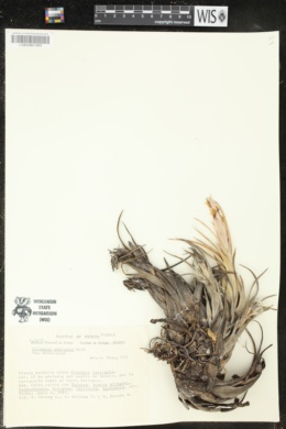 Tillandsia pueblensis image