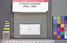 Liriomyza brassicae image