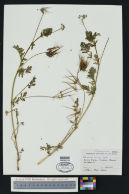 Image of Erodium botrys