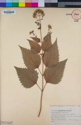 Image of Ageratina altissima