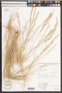 Eragrostis setifolia image