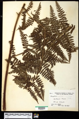 Dryopteris sandwicensis image