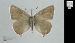Callophrys sheridanii image