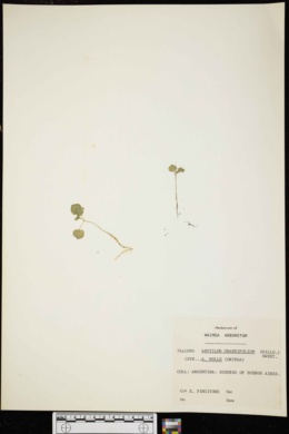 Image of Abutilon grandifolium