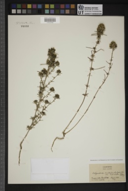 Calycadenia multiglandulosa subsp. cephalotes image