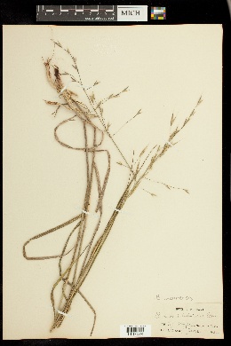 Bromus luzonensis image