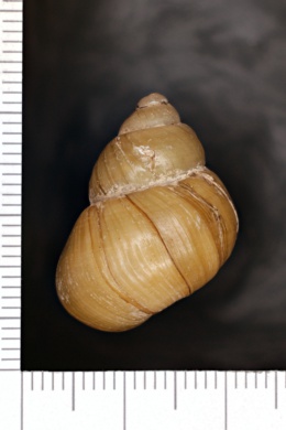 Viviparus subpurpureus image
