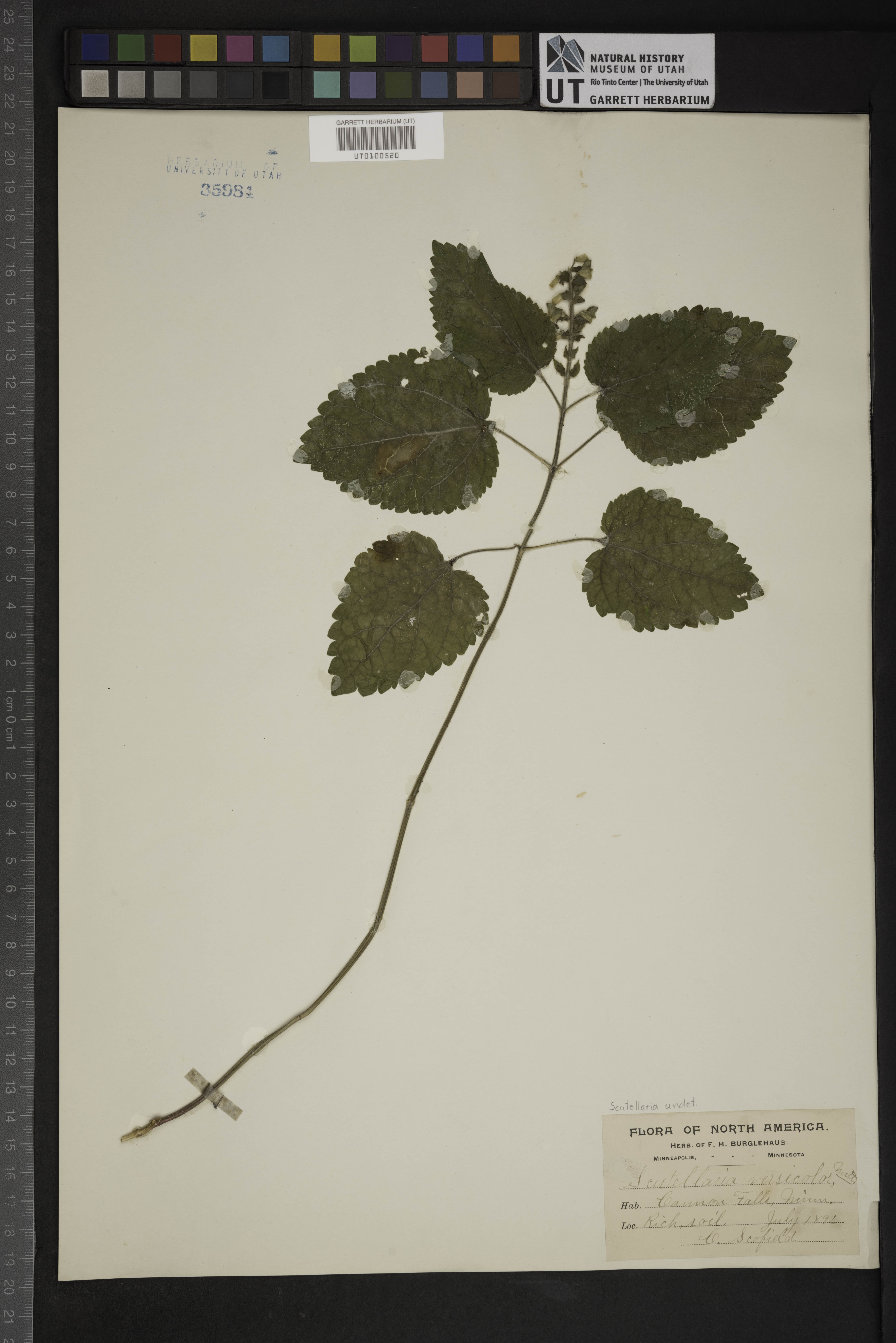 Scutellaria versicolor image