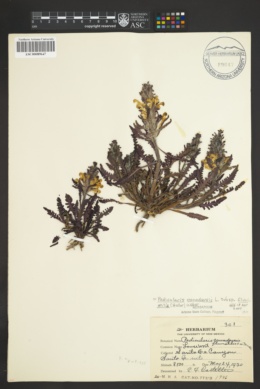 Image of Pedicularis fluviatilis