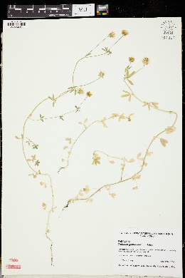 Trifolium glanduliferum image