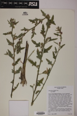 Sphaeralcea fendleri subsp. fendleri image