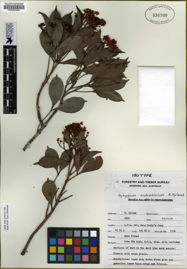 Syzygium endophloium image