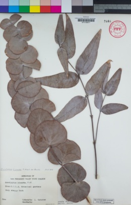 Image of Eucalyptus cinerea