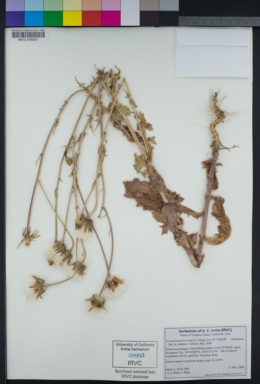 Urospermum picroides image