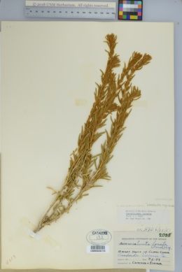 Krascheninnikovia ceratoides subsp. lanata image