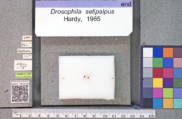 Drosophila setipalpus image